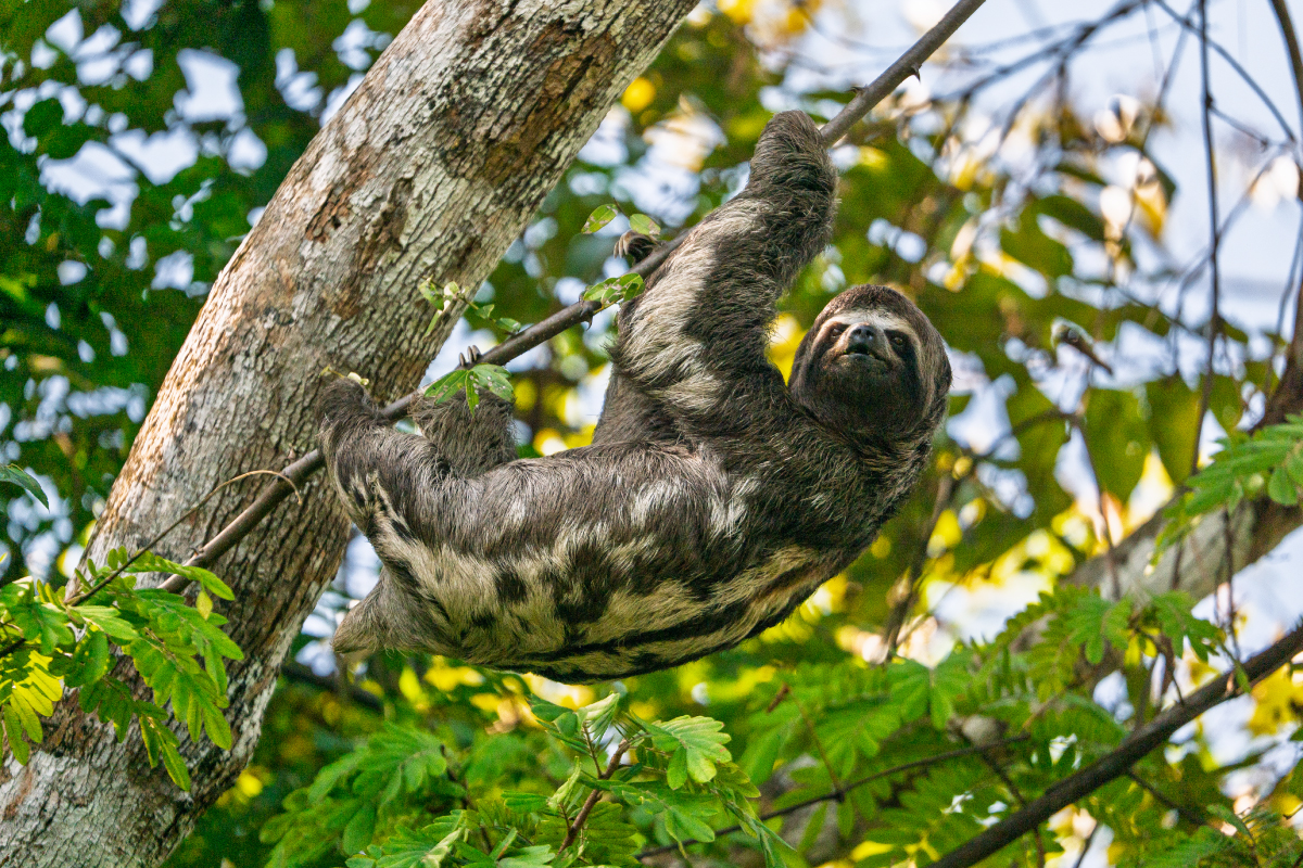 Conservar la biodiversidad